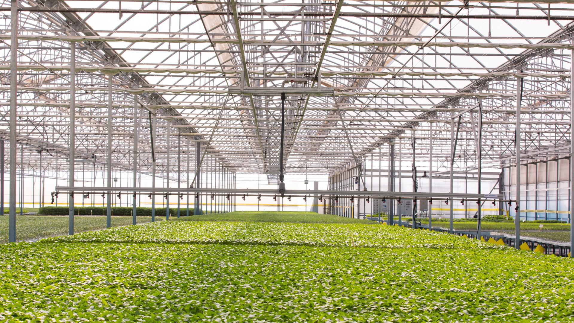 Images Alarcontrol Greenhouses and Technology