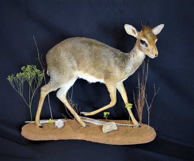 Images Safari Life Taxidermy