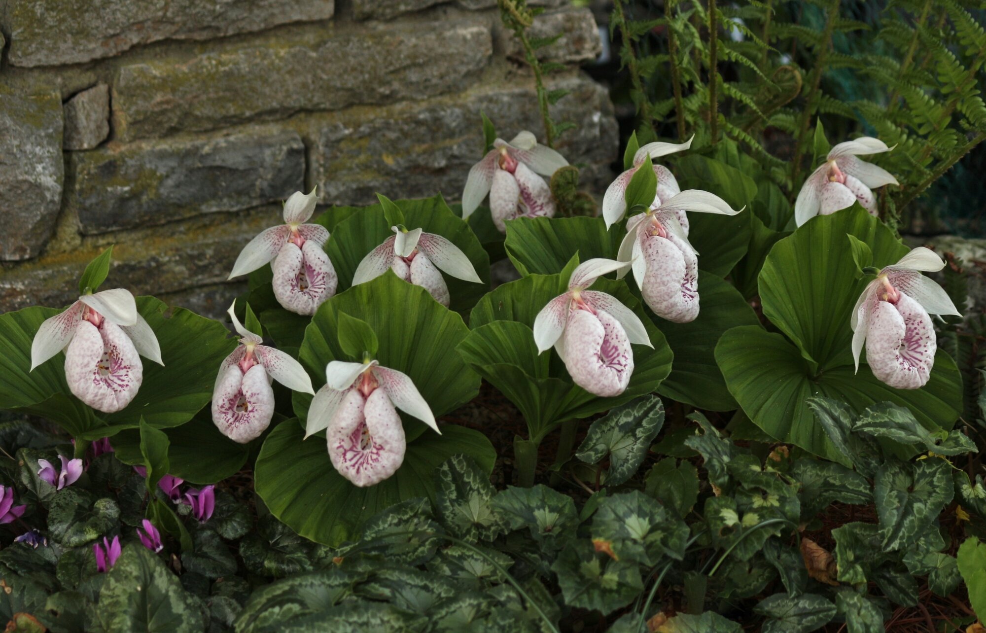 Bilder Gartenwerkstatt Schreiner, Inhaberin Sabine Schreiner