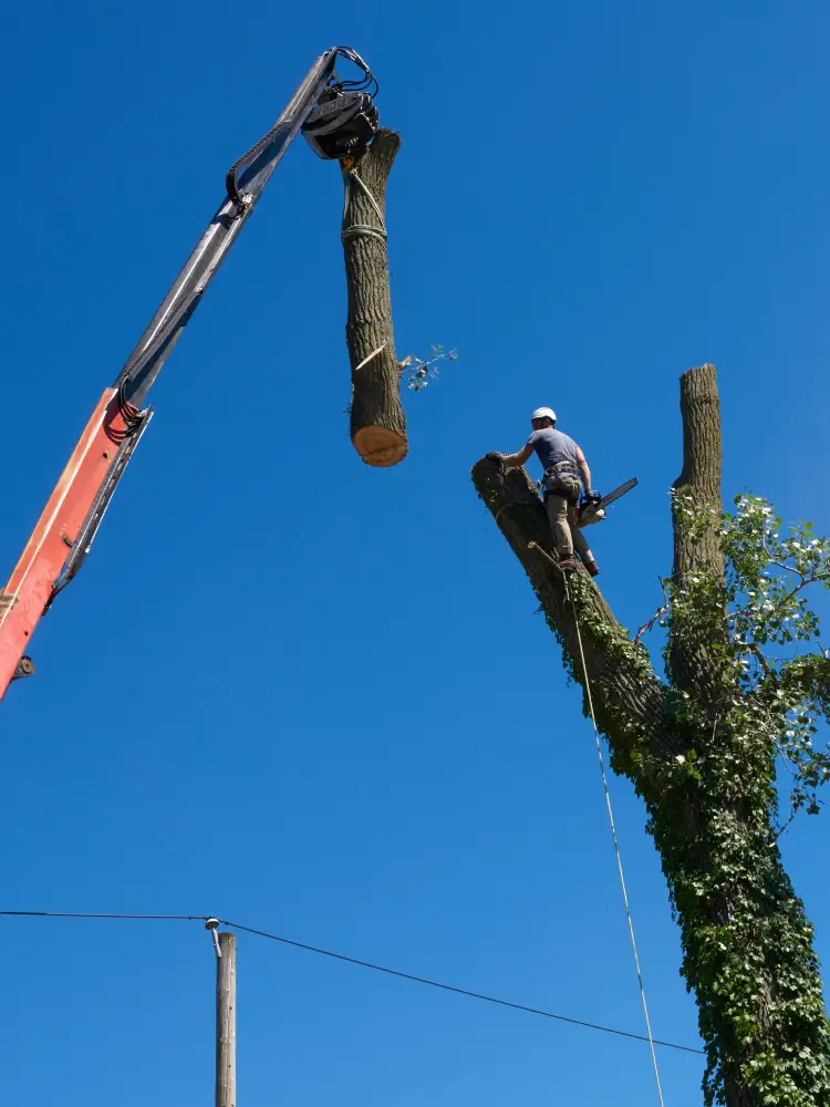 Majestic Tree Service