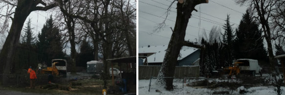 Tree Contractors Northwest Inc