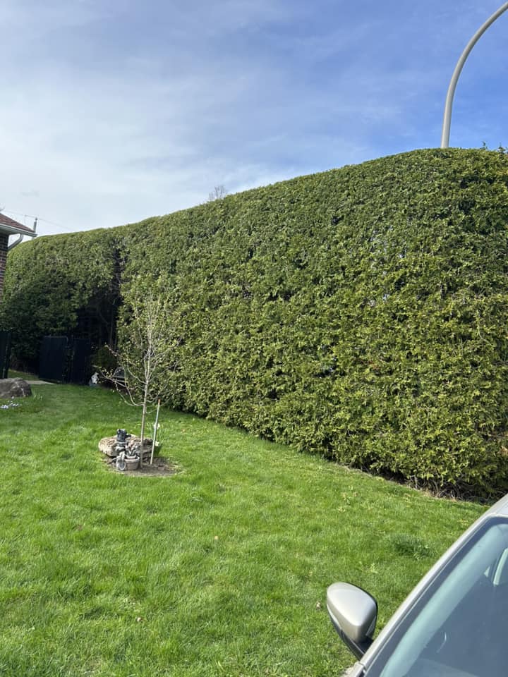Images Taille de haie EB - Entretien de haie Saint-Hyacinthe