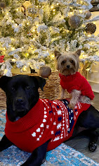 Images Dog Pawpa K9 Connection