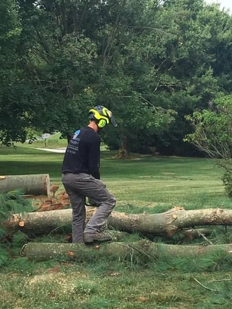 Images Magnolia Tree & Landscape Specialist