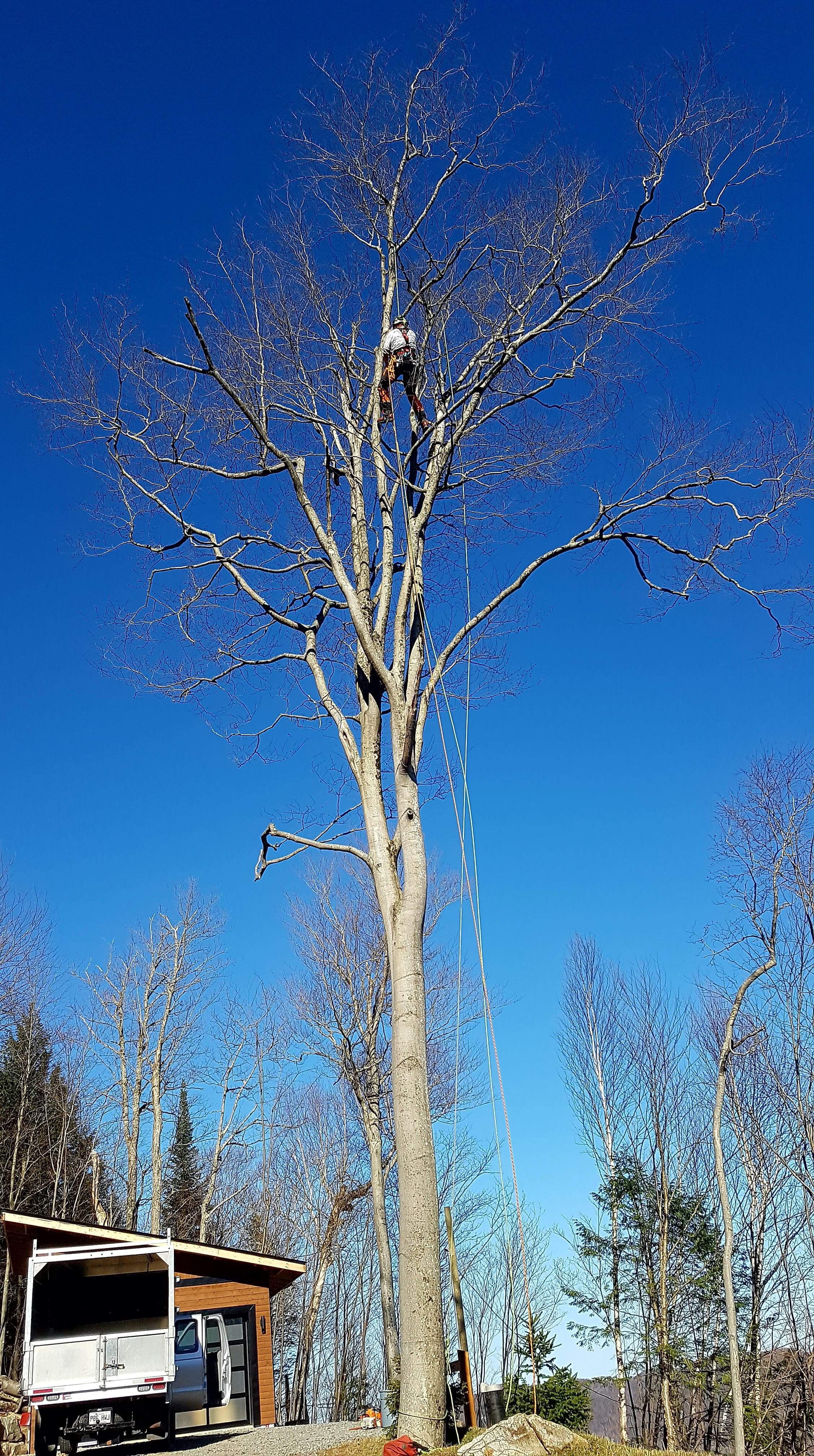 Images Élagage Frère d'Arbres