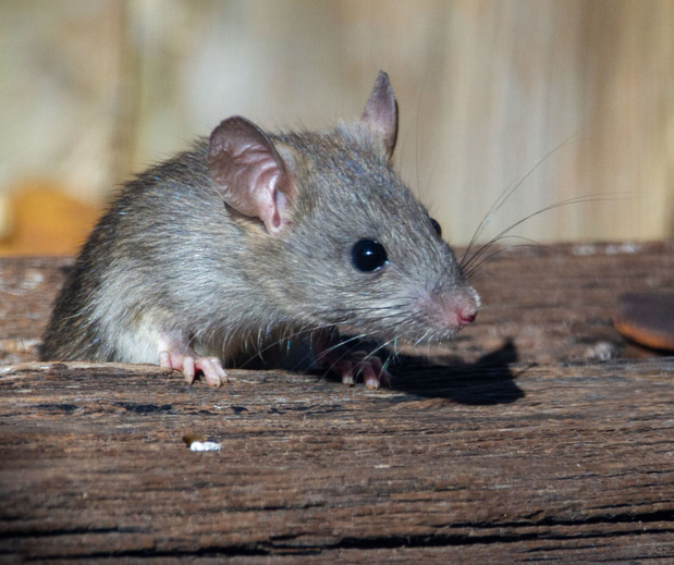 Images Amherst Exterminators