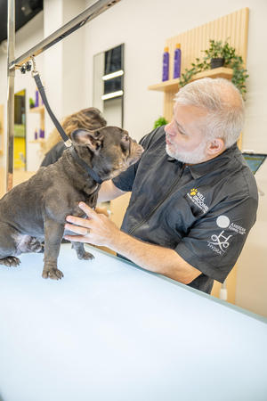 Images Well Groomed Pets McAllen