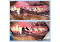 Images K9 Plaque Master Inc.