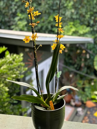 Images Sunkissed Med Spa