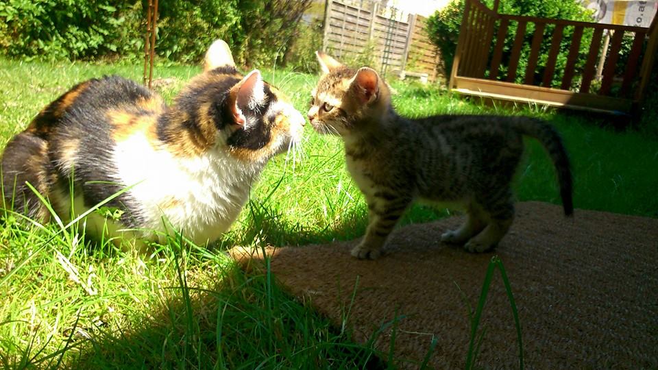 Bild 3 von Tanja Stieblehner - Ernährungstrainerin REICO VITAL - Spezialist für Hund, Katze und Mensch