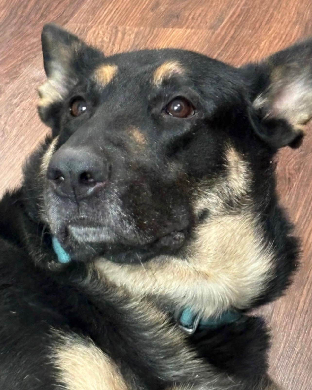 National Dog Day is a great time to celebrate our favorite four legged coworkers! They may not officially work in our office, but they are definitely part of the team!