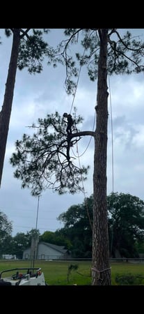 Images CBM Tree Services LLC