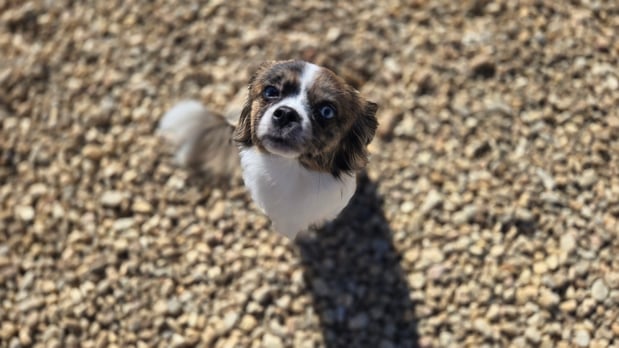 Images Dragonfly Dog Grooming LLC