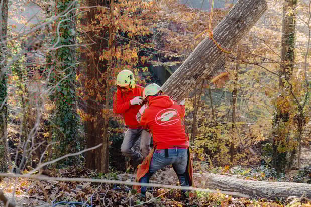 Images Northside Tree Professionals