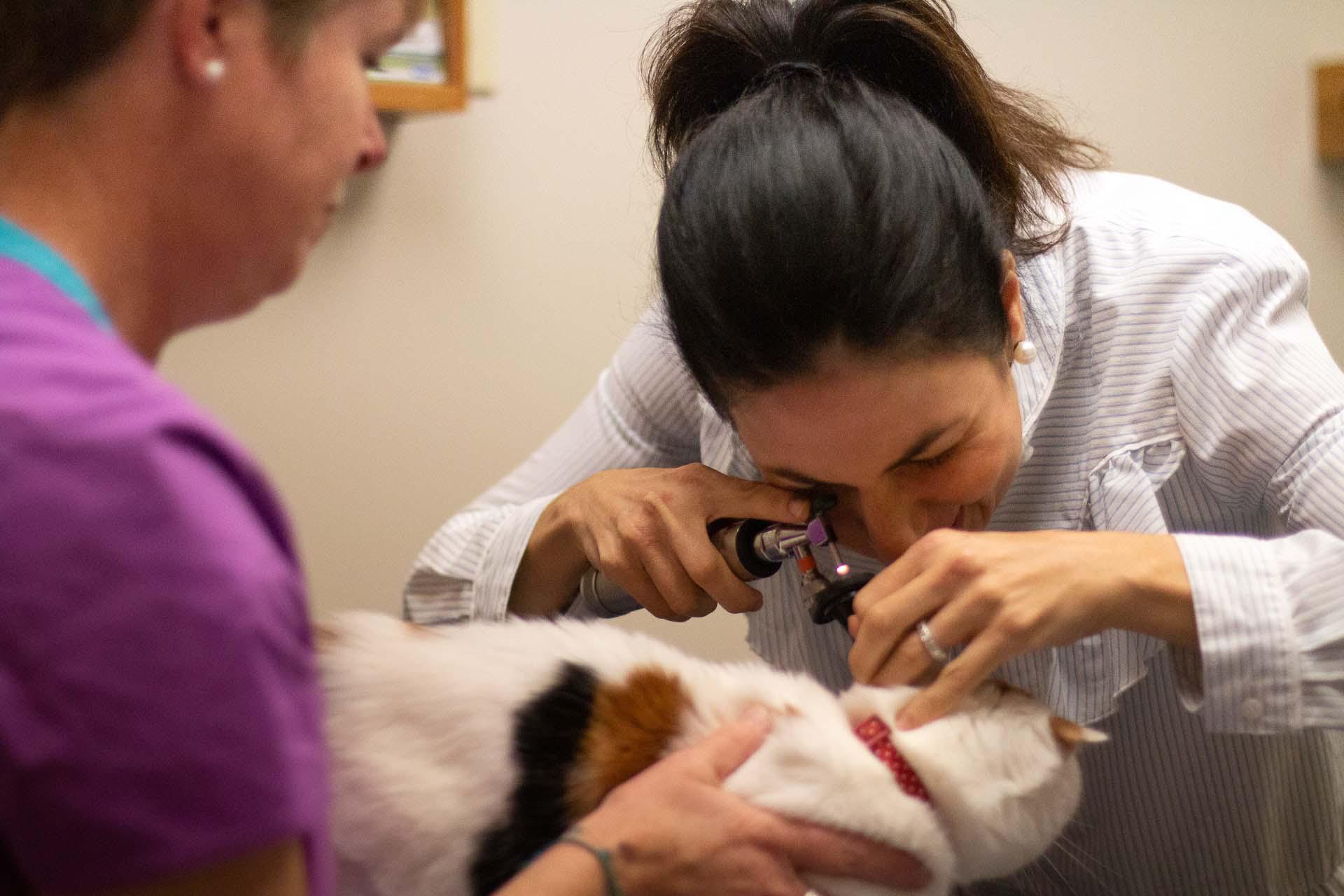 Dr. Smith proceeds with her feline exam by checking this kitty's ears for signs of infection.