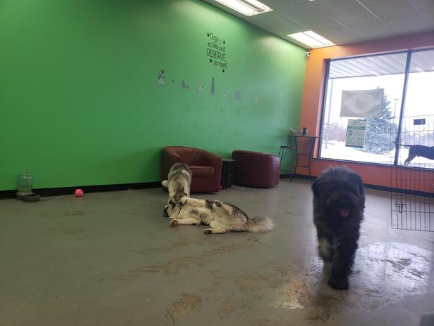 Images Highland Pets