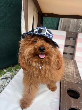 Images Pawfect Pals Miami