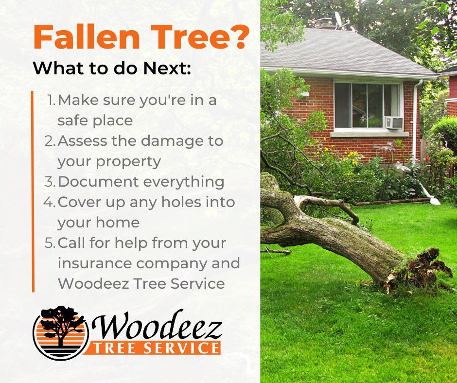 Image 14 | Woodeez Tree Service