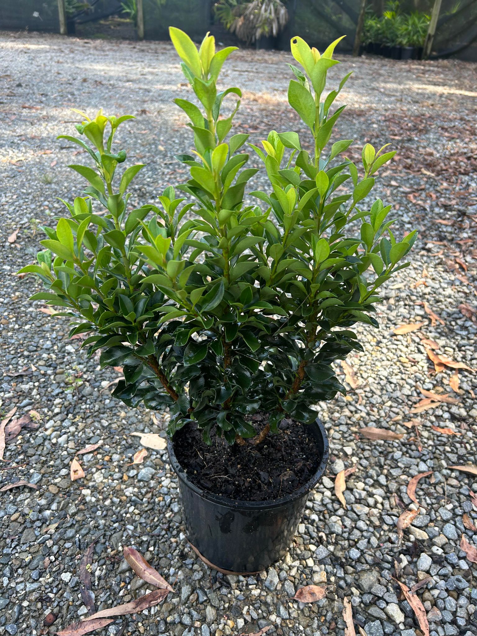 Images Barellan Nursery, Design & Landscaping