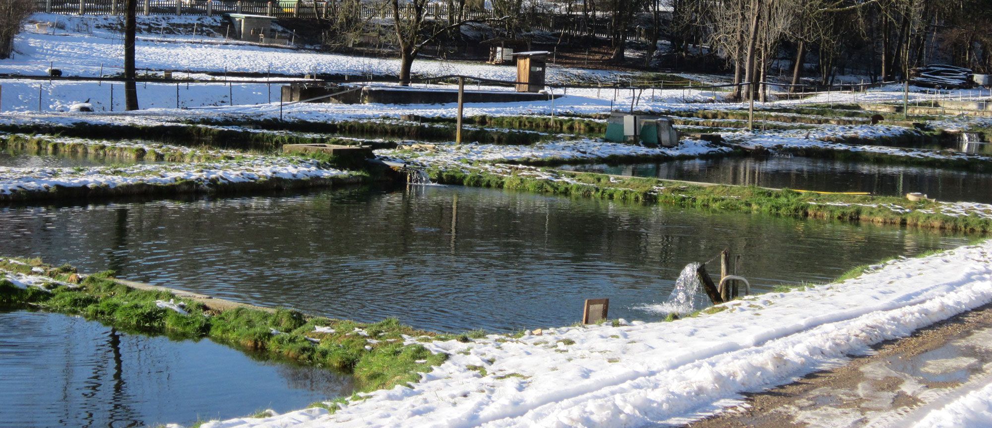 Bild 1 von Forellenzucht Igler - Ulrich Bültermann