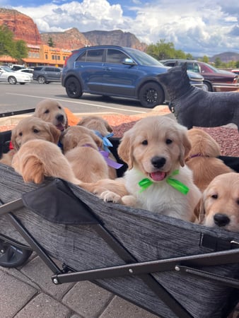 Images Turquoise Trail Retrievers
