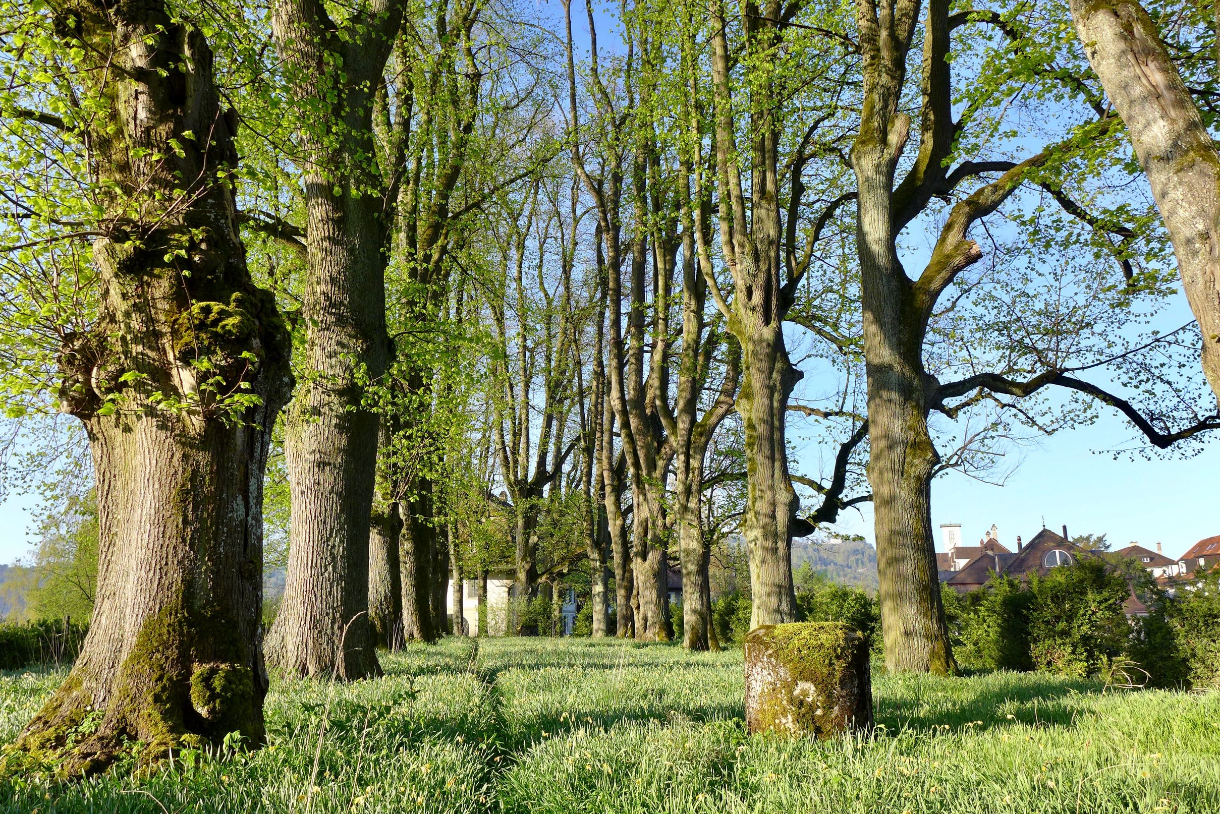 Baummensch GmbH, Seestrasse 20 in Thun