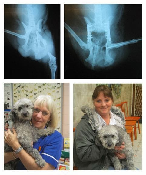 Images Streatham Hill Veterinary Surgery