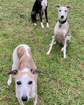 Happy at Home Pet Sitting Image