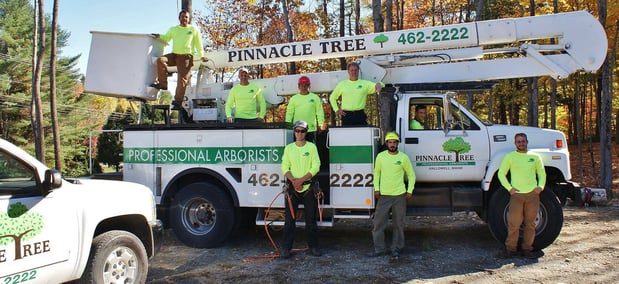 Images Pinnacle Tree Professional Arborists