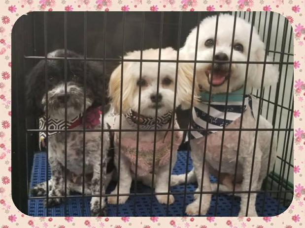 Images Essential Pet LLC
