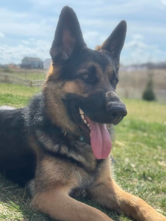 Images Marjorie Schaeffer - State Farm Insurance Agent