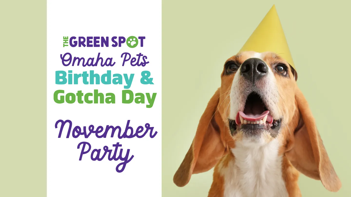 Image of Local Pet Event November Omaha Dog Birthday & Gotcha Day Party Nearby