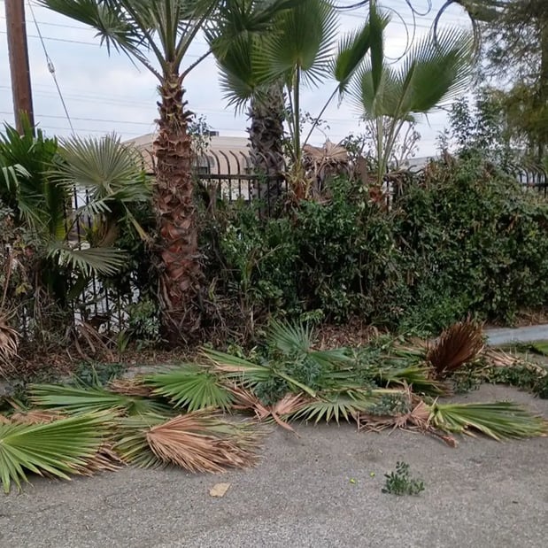 Images Canalez Gardening Service
