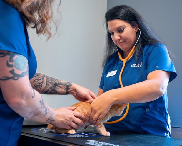 Images VCA Veterinary Hospital of Leon Springs