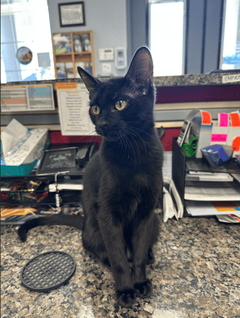 Images VCA Preston Park Animal Hospital