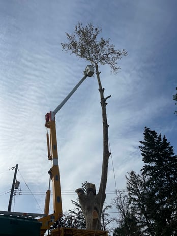 Images Arias Tree Service