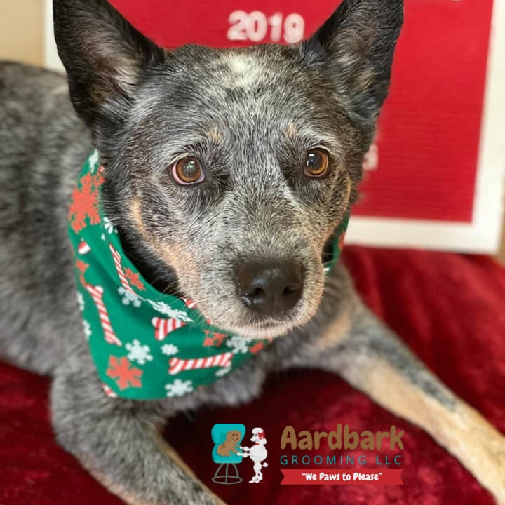 Aardbark Grooming Photo