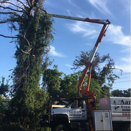 Aardvark Tree Services, LLC Photo