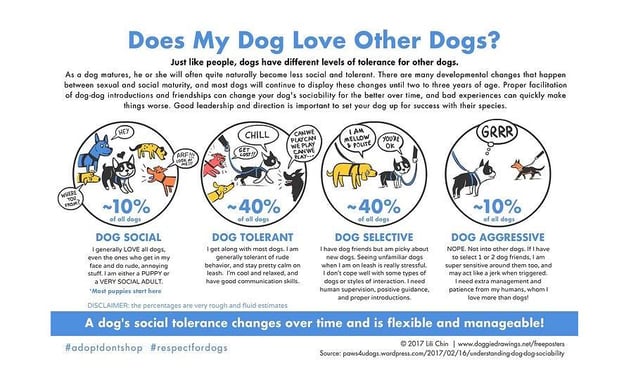 Images South Paw Doggie Daycare & Training Center