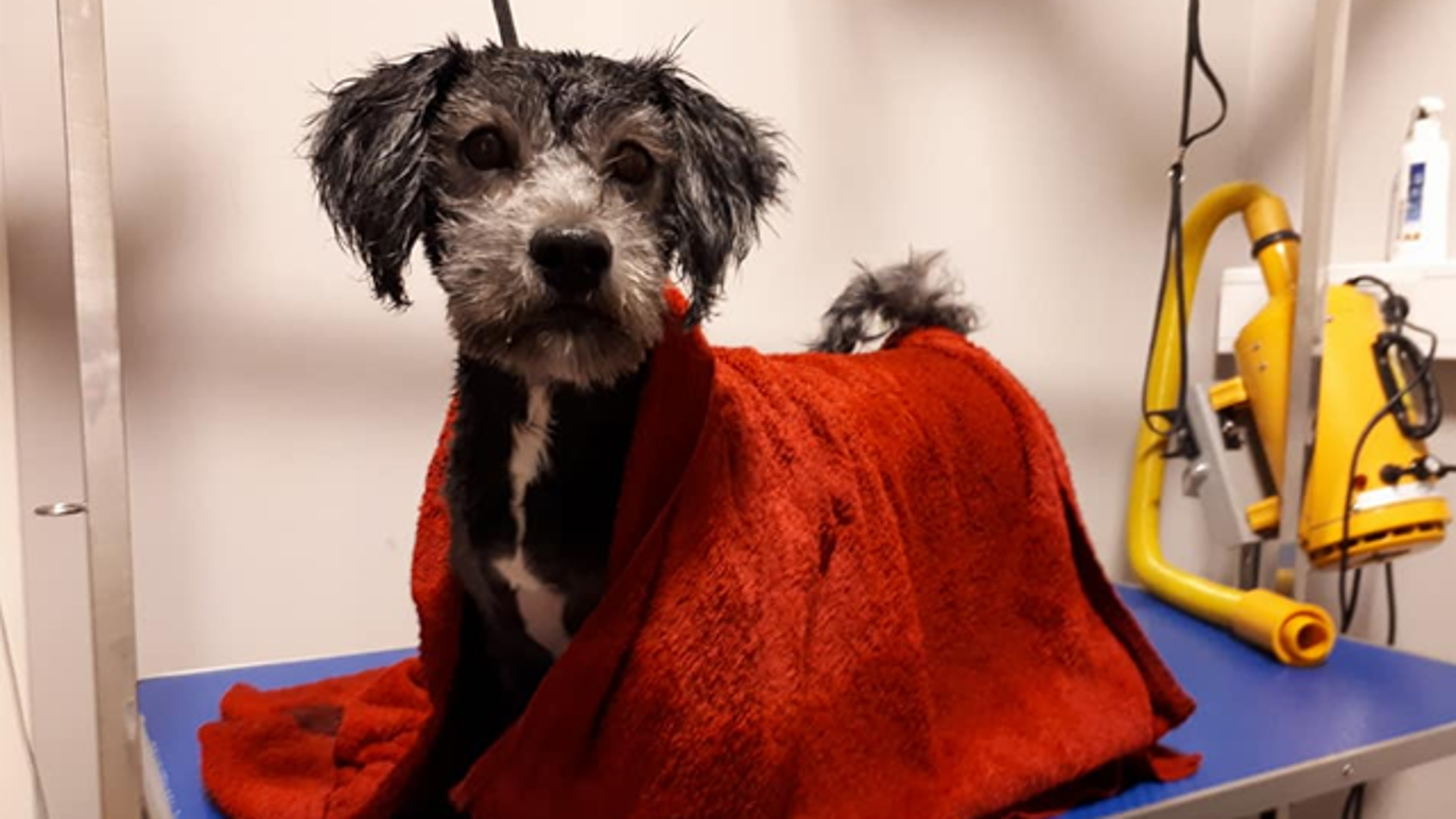 Images Glåmdal Dyreklinikk AS