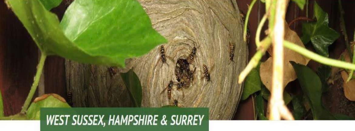 Clear Round Pest Services Petersfield 07973 867271