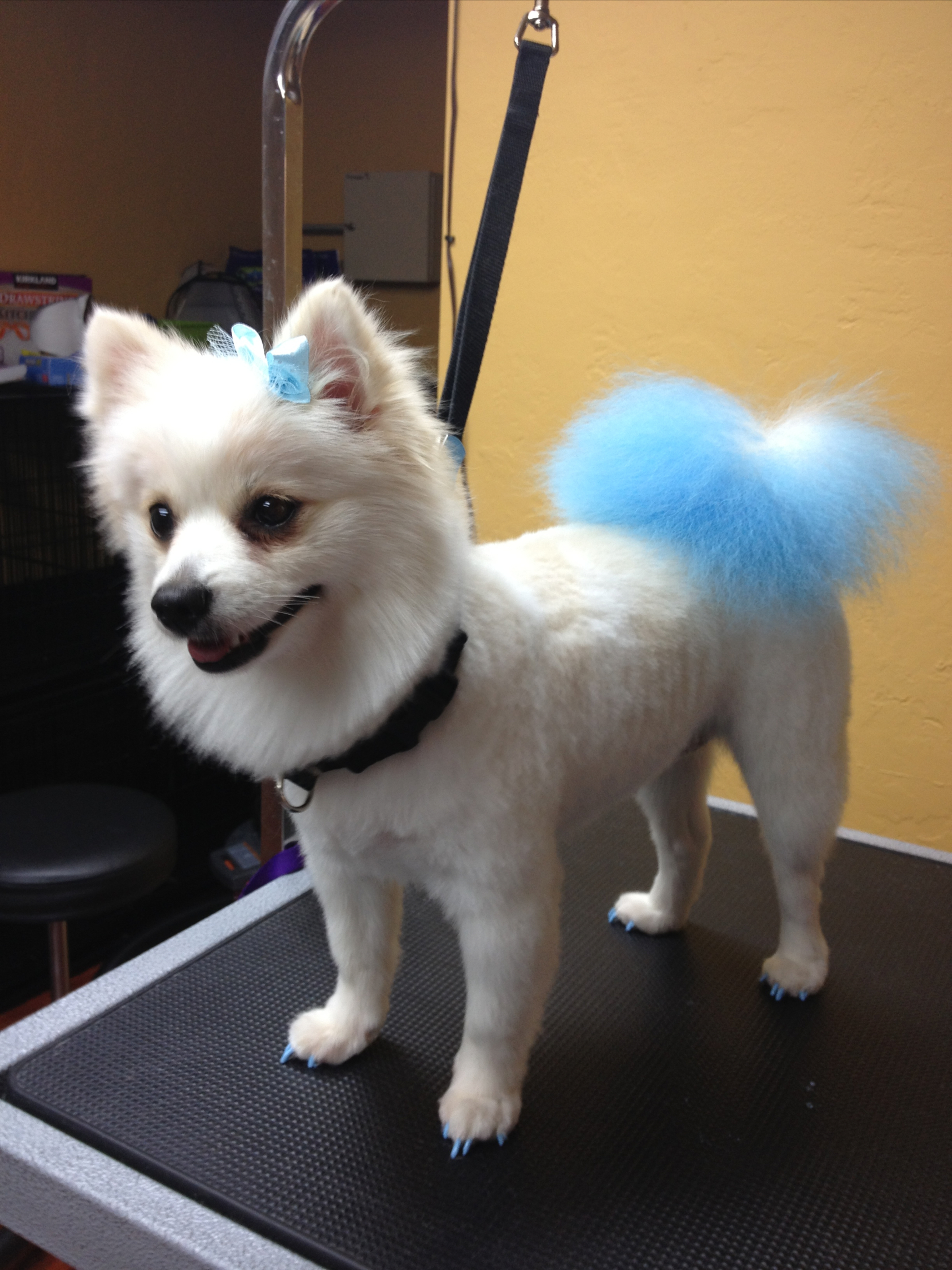 Chewy with matching tail and nails.