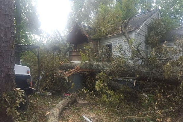 Images Rocky's Tree Service