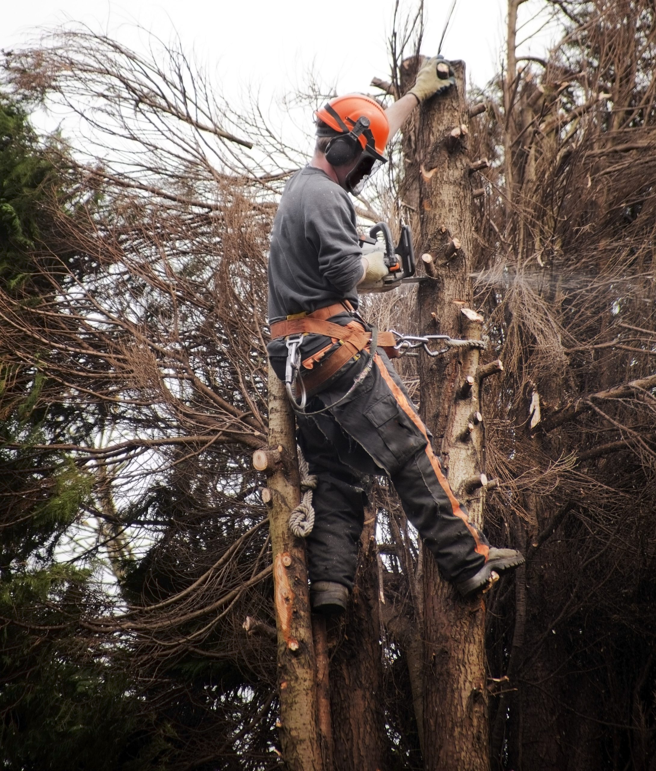 Tree Removal Boise & Meridian, ID | Safe Hazardous Tree Removal