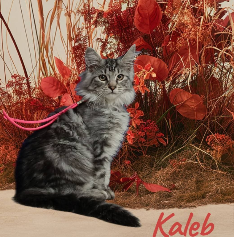 Images Come D'Incanto Toelettatrici e Beauty