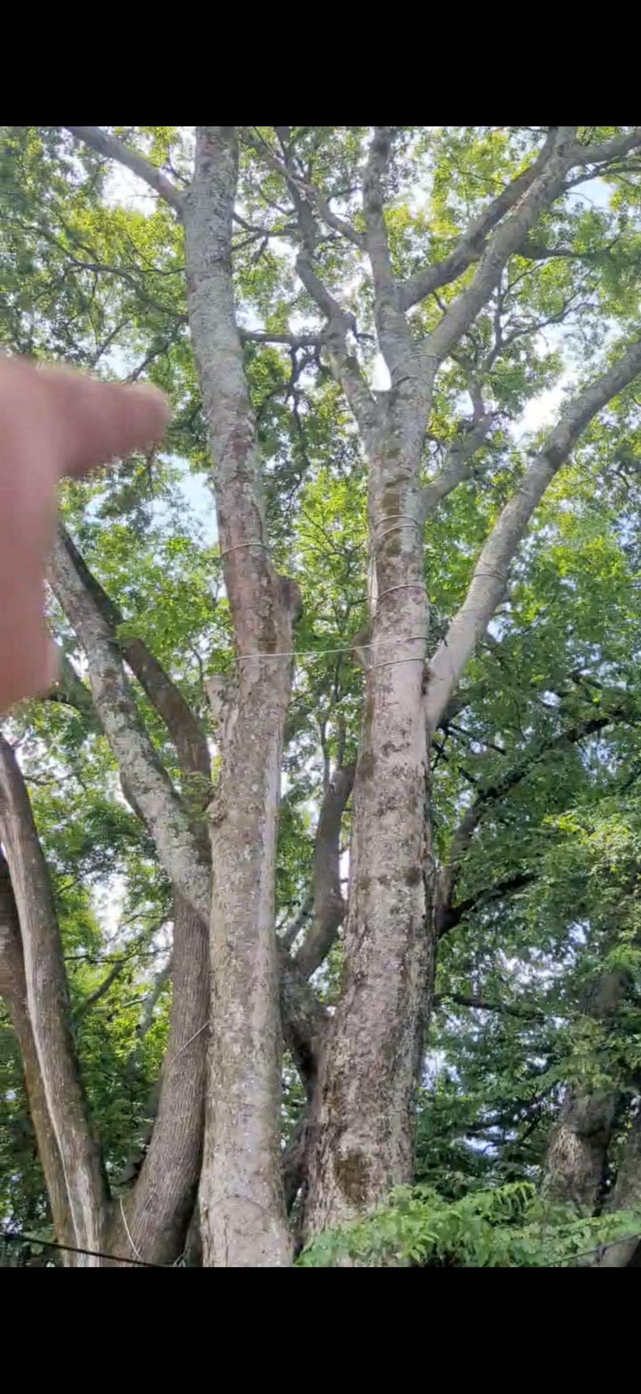 R and A Tree Service Inc Image