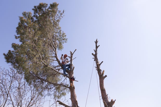 Images Wellman Tree Service