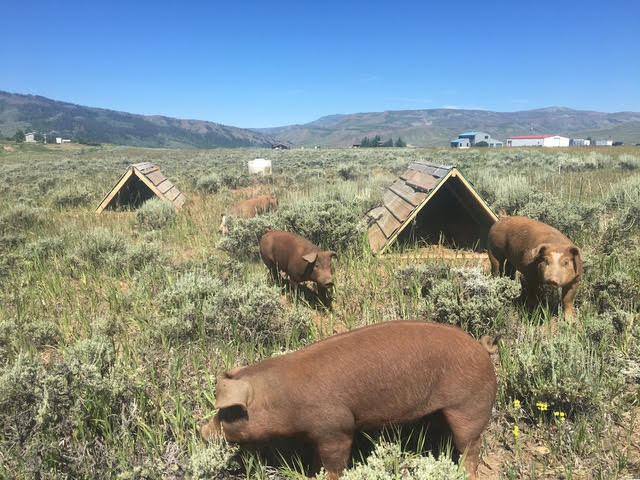 Sisu Farms