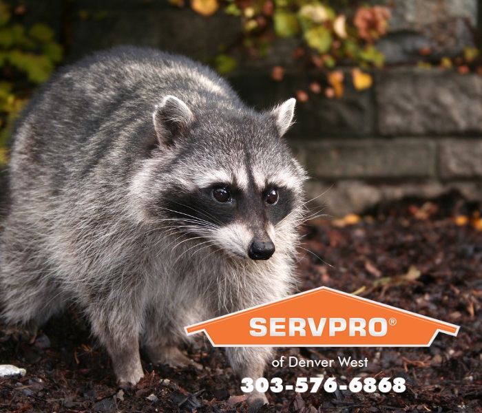 SERVPRO® of Denver West responds to property damage emergencies throughout the year. Wild animals have been known to cause property damage and when they do, we are Here to Help. ®