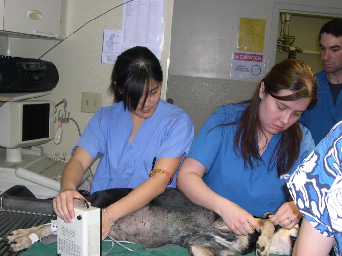 Images VCA Westside Animal Hospital